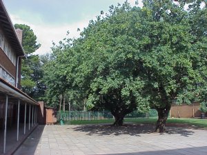 Germiston High School
