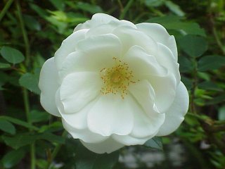 Ice Rose