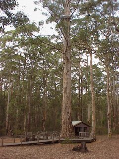 Diamond Tree Lookout