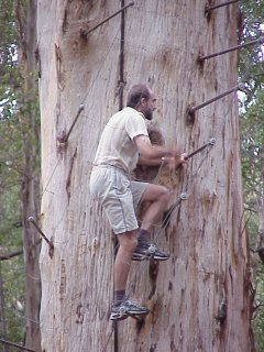 Diamond Tree Lookout
