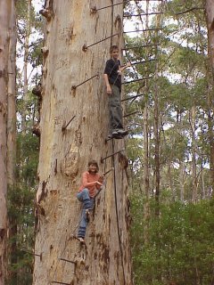 Diamond Tree Lookout