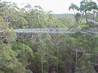 Tree Top Walk