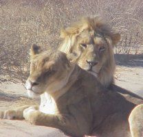 Lions, Kalahari