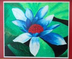 Water lily Water lily