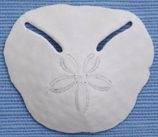 Pansy Shell