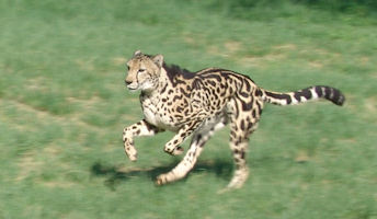 Cheetah
