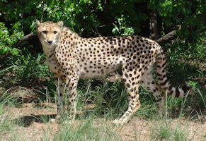 Cheetah Cheetah